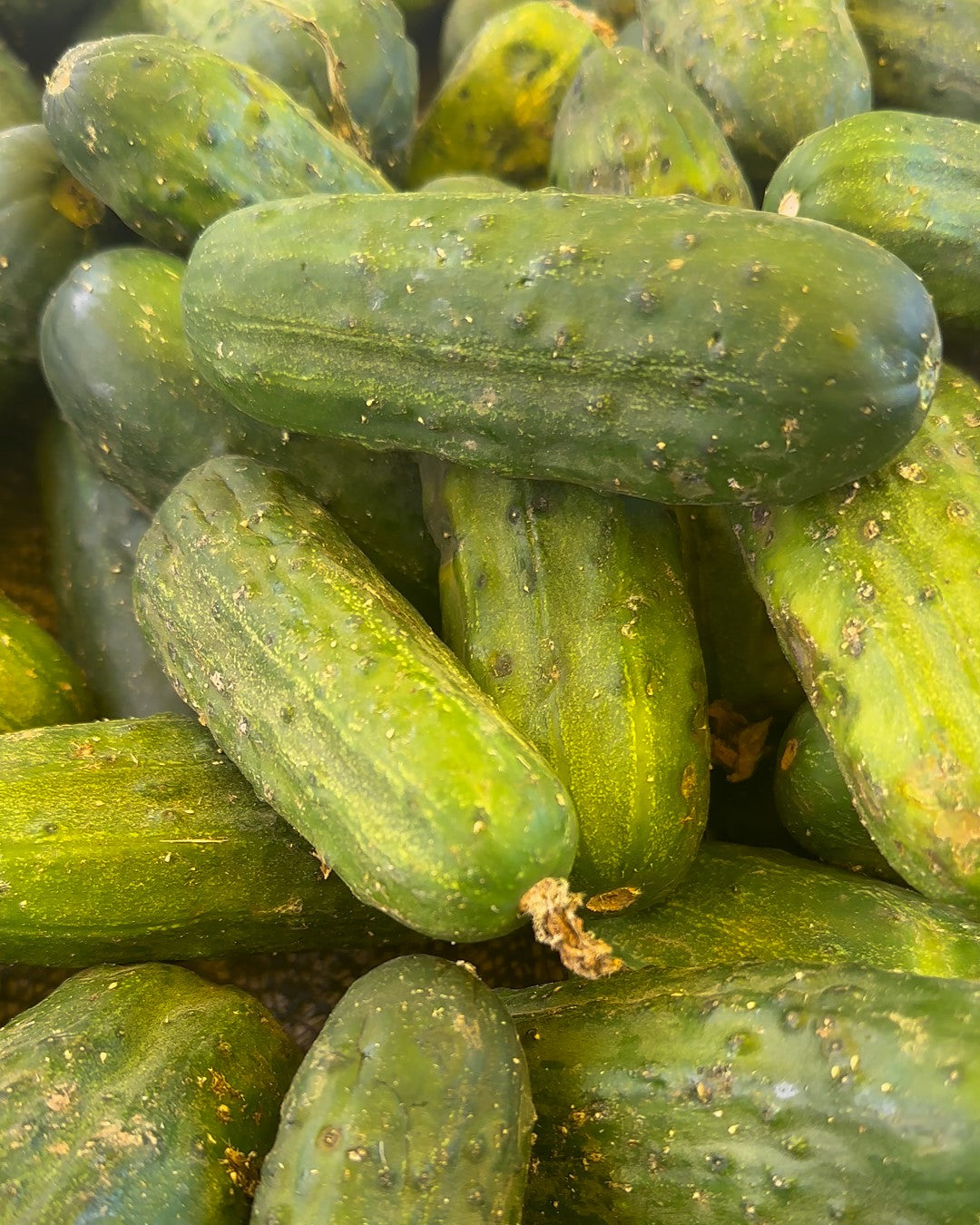 Bread and Butter Pickles