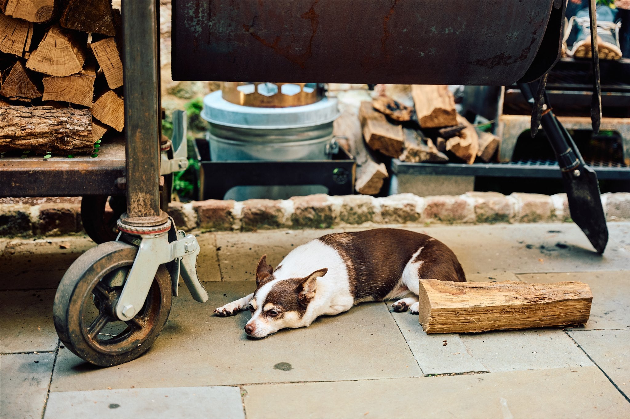 A dog, veteran of the barbecue lifestyle, lying on the ground next to a barbecue smoker with post oak logs in an outdoor setting.